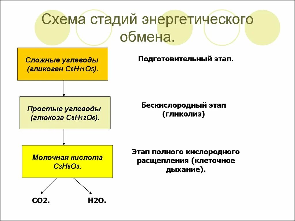 Схема этапов энергетического обмена