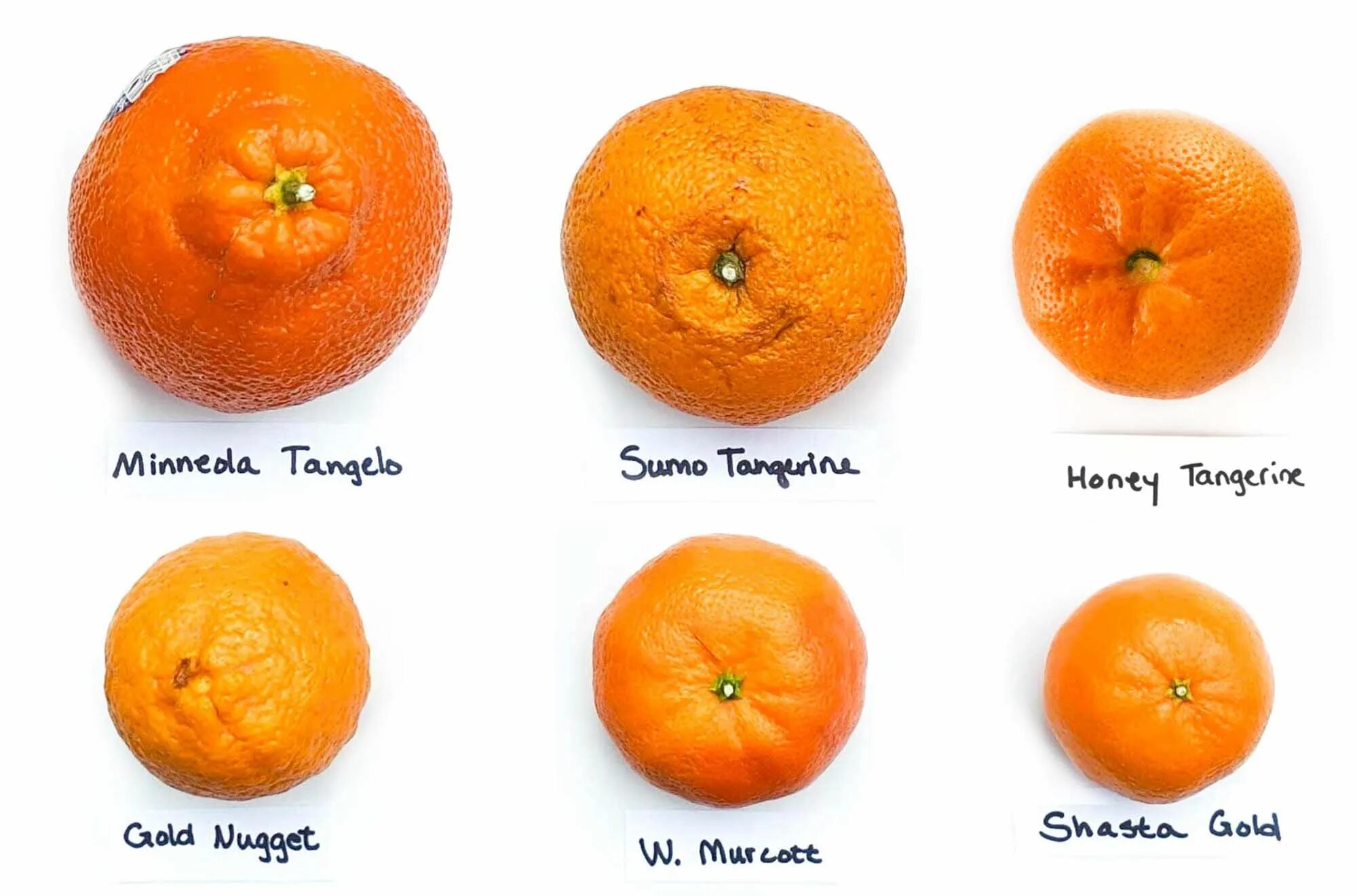 Средний размер мандарина. Мандарин Танжерин. Мандарин сорта Танжерин. Сорт Сацума мандарины.