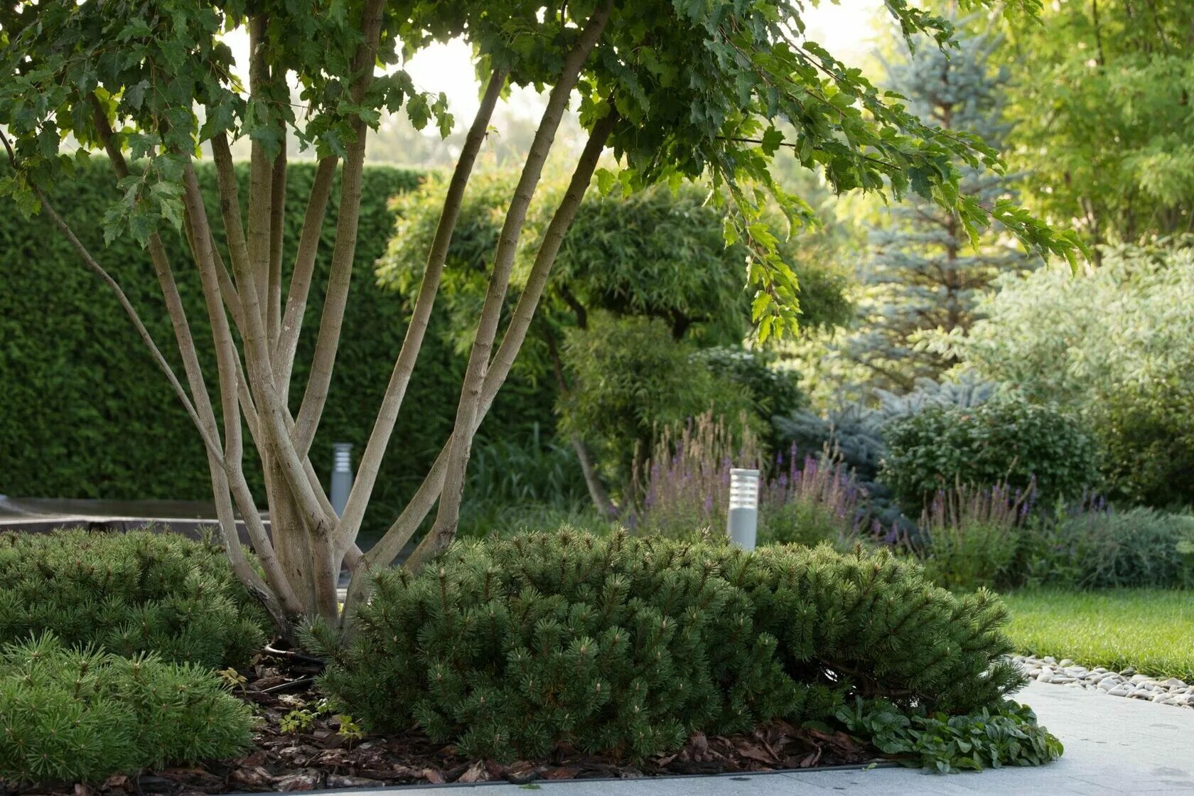 Image result for serviceberry Garden design, Native garden, Landscaping around h
