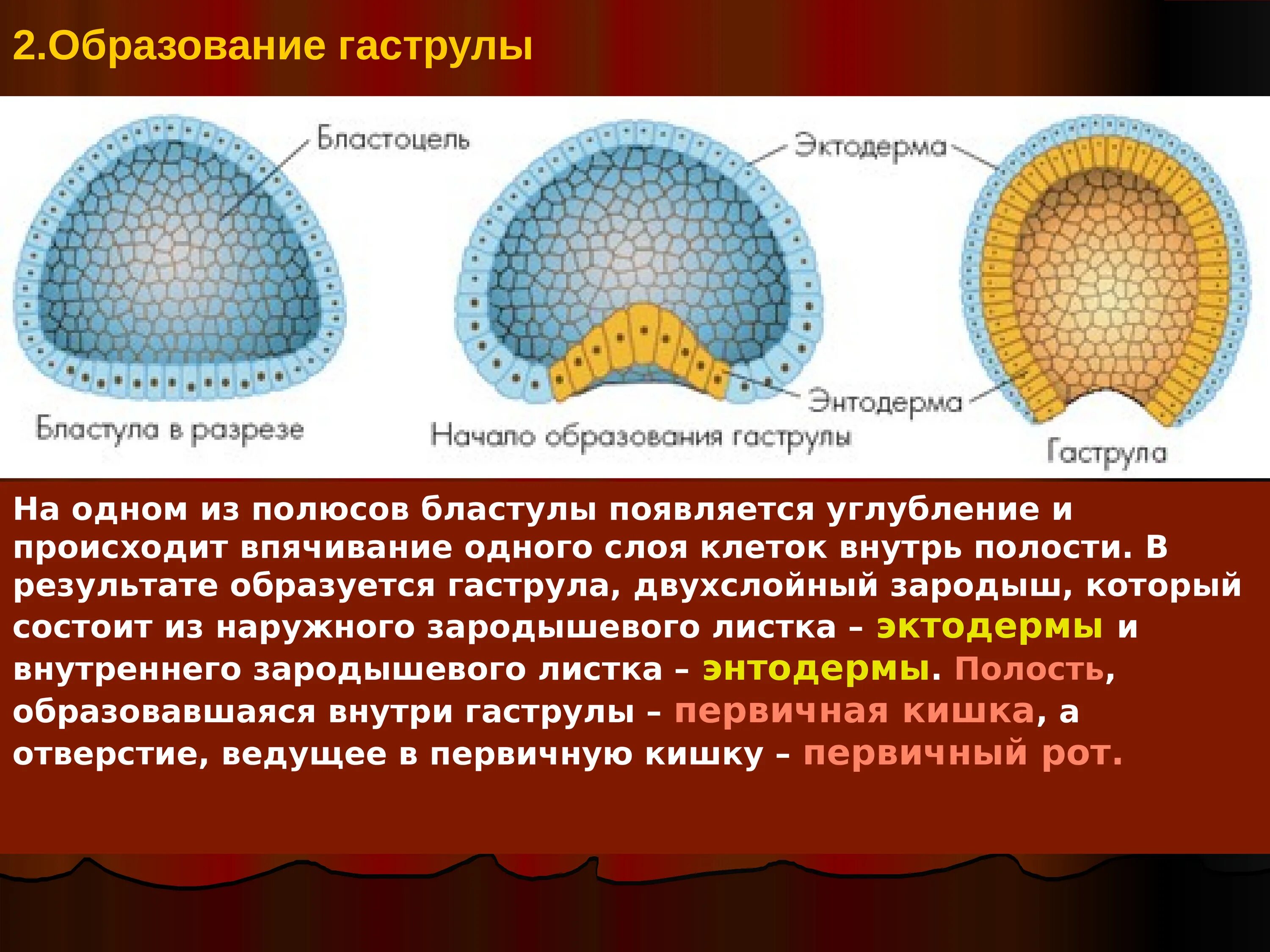 Образование гаструлы из бластулы. Бластула и бластоцель. Гаструла двухслойная стадия. Бластула гаструла. В результате которого появляется новая