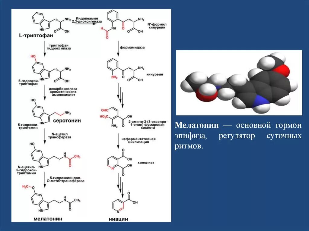 Синтез мелатонина. Синтез мелатонина из триптофана. Мелатонин Синтез биохимия. Синтез меланина из триптофана. Мелатонин гормон биохимия.