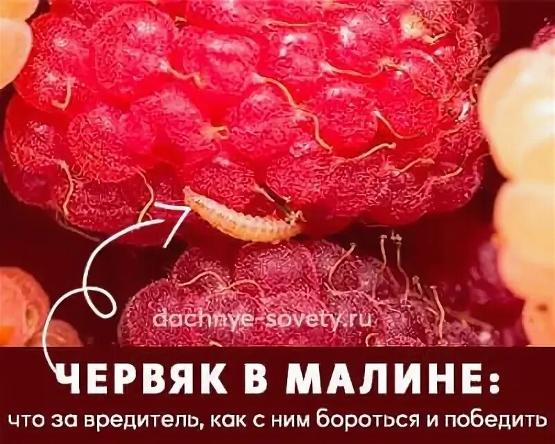 Как убрать червяков из малины. Как убрать червяков из малины