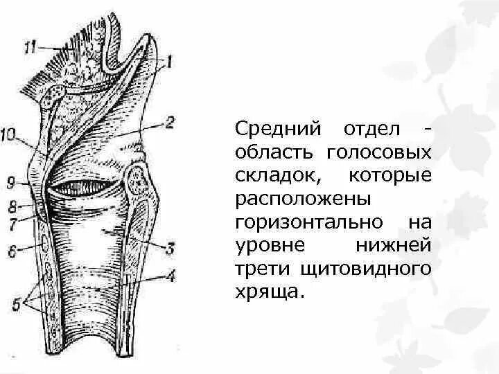 Гортань топография строение функции