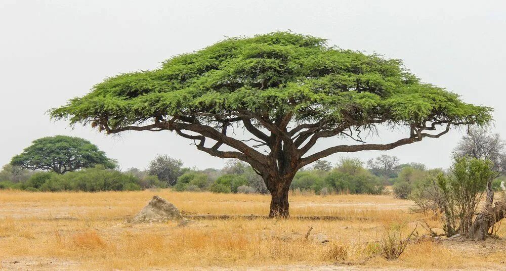 Mvn tree