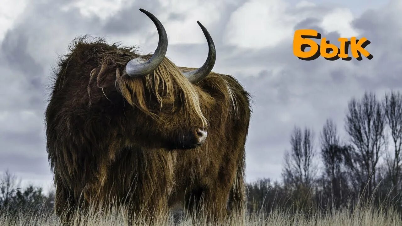 К чему снится бык. К чему снится бык