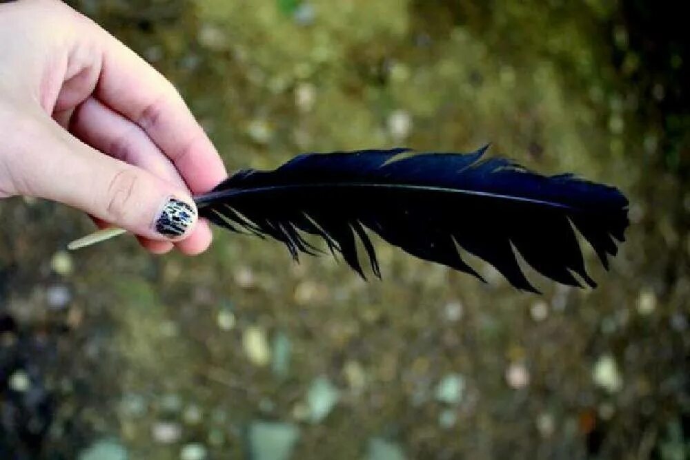 Черное перо птицы