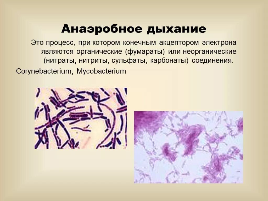 Анаэробное дыхание микроорганизмов. Анаэробное дыхание микробиология. Анаэробное дыхание бактерий. Аэробное дыхание примеры. Аэробные органы