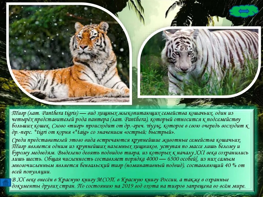 Тигр вид хищных млекопитающих семейства кошачьих. Тигр текст. Тигр вид хищных млекопитающих семейства кошачьих один из четырёх. Текст про тигра.