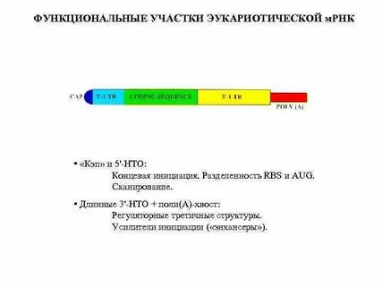 Функциональная земля