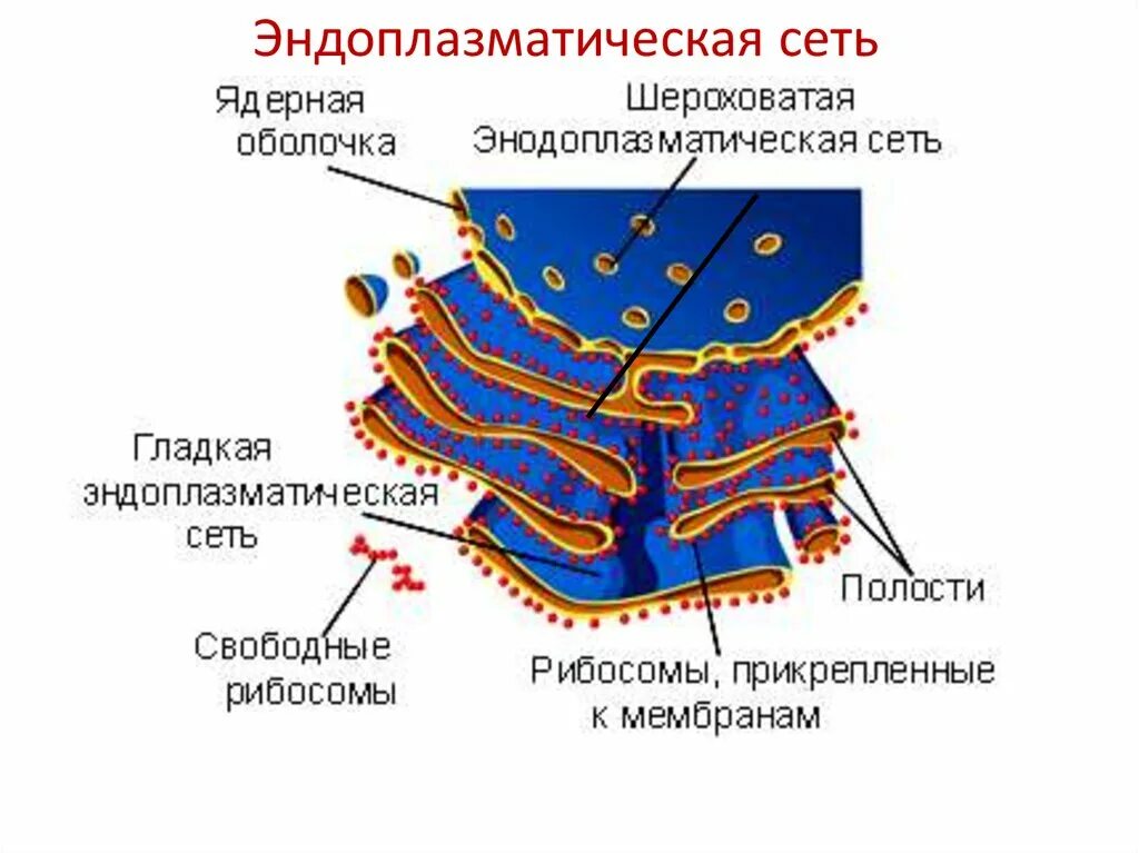 Эндоплазматическая сеть имеющая рибосомы. Шероховатая эндоплазматическая сеть. Шероховатая эндоплазматическая сеть функции. Эндоплазматическая сеть гладкая и шероховатая.