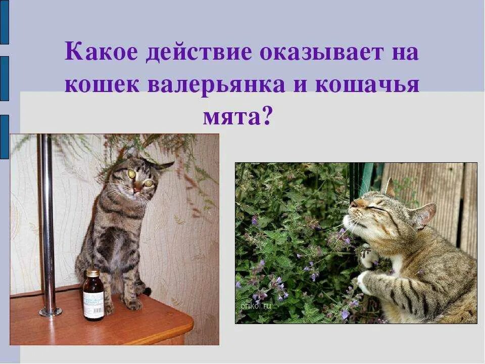 Можно котам валерьянку