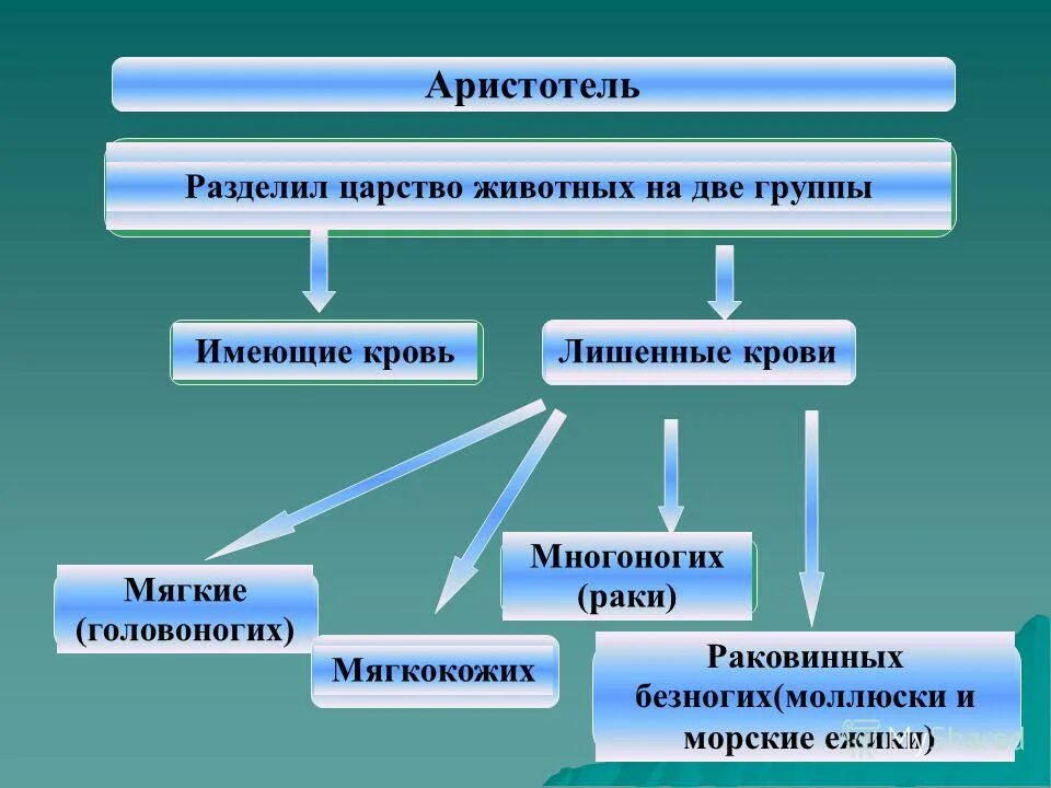Деление живых организмов на группы. Деление царства животных. Царство животных классификация схема 3 класс окружающий мир. Деление царства животных. Деление царства животных.
