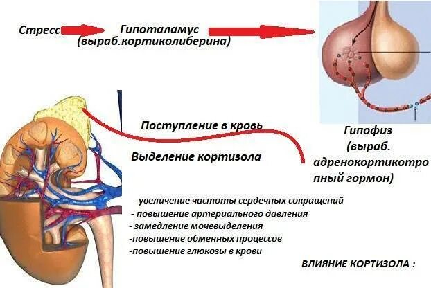 Слабость гормоны