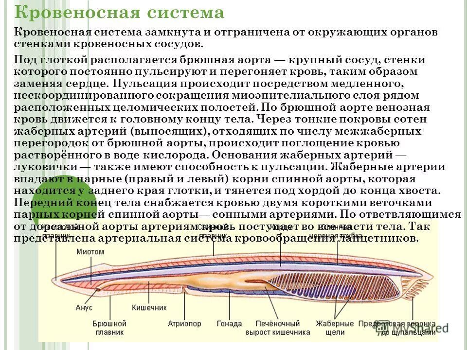 каковы особенности строения ланцетника. строение ланцетника таблица. общая характеристика ланцетника 7 класс. кровеносная система ланцетника. каковы особенности строения ланцетника.