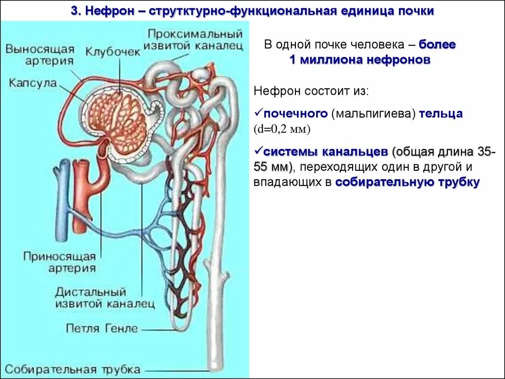 Капиллярный клубочек почечная лоханка почечный каналец. Петля Генле нефрона. Строение нефрона почки физиология. Выделительная система почка извитой каналец нефрона петля Генле. Выделительная система строение нефрона.