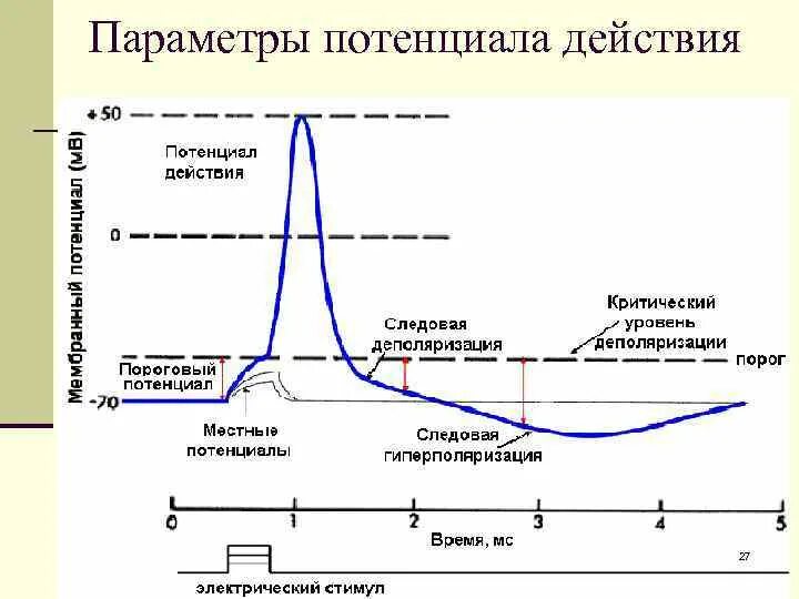 Потенциальный параметр. Фаза гиперполяризации потенциала действия. Фазы потенциала действия физиология таблица. Отрицательный следовой потенциал физиология. Гиперполяризация мембраны график.