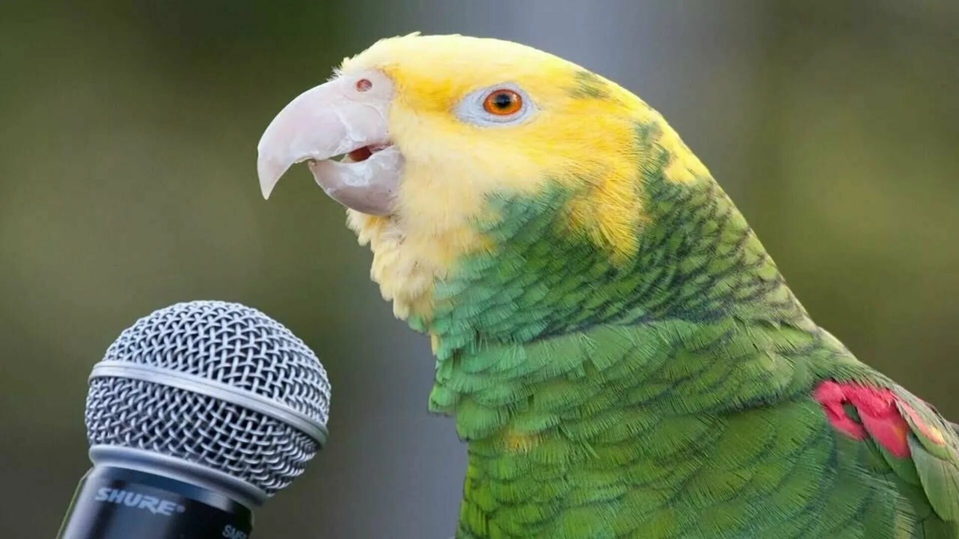 Попугай жако. Пение попугаев. Попугай повторяет. Попугай с микрофоном.