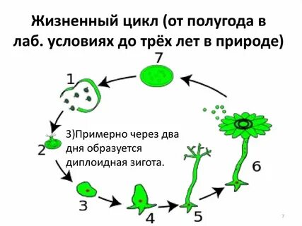 Цикл 3 года