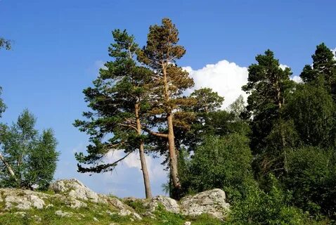 Адыгея сосновая