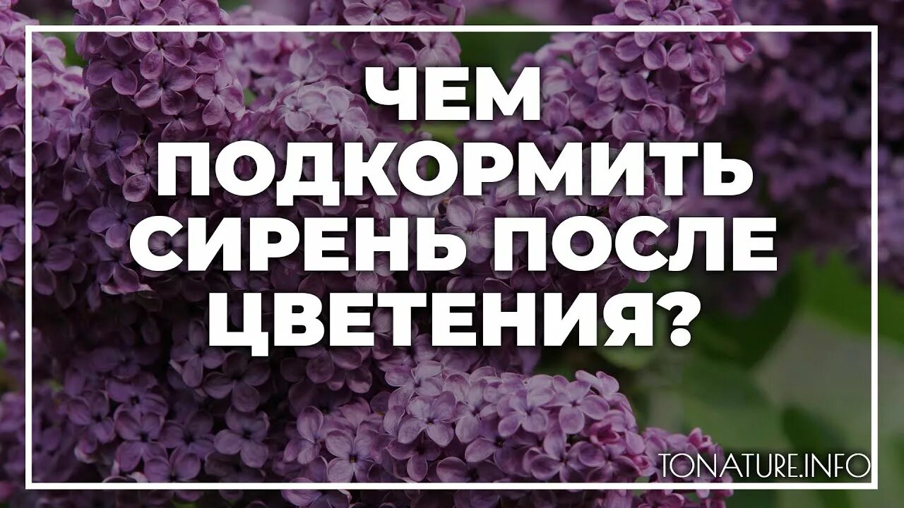 Чем подкормить сирень. Сирень после цветения. Удобрение для сирени. Чем удобрять сирень.