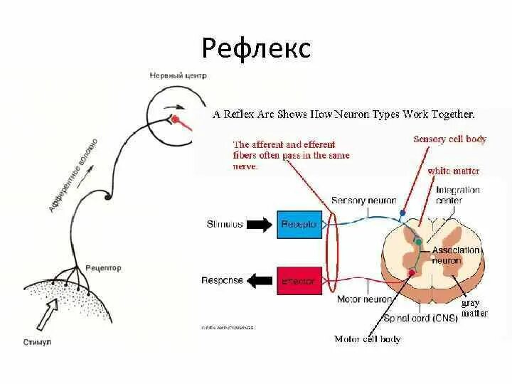 Рефлекс Циона Людвига схема. Схема перистальтического рефлекса. Рефлекс Китаева схема. Дуга акустического рефлекса.