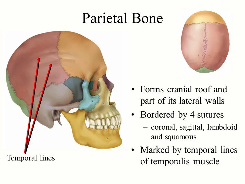 Parietal кость. Bone Sutures. Parietal Ridge. Temporal line Bone. The bones form