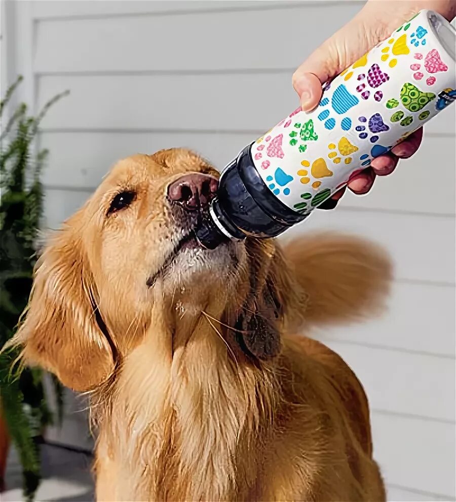 Собака постоянно пьет. Собака пьет из бутылки. Собачка пьет из бутылочки. Щеночки пьют из бутылочки. Щенок пьет молоко из бутылочки.