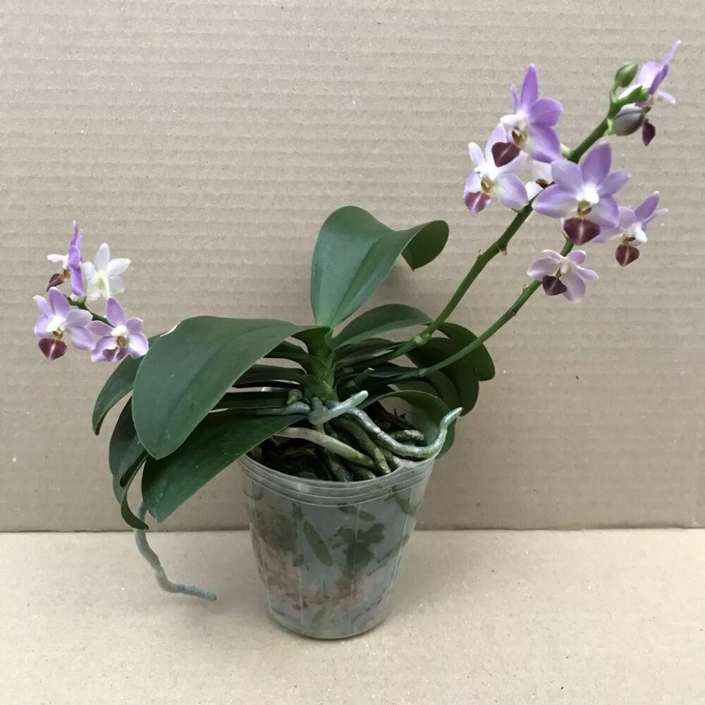 Phal. Tinny Honey X Phal. Jiuhbao Rose - Welcome to Orchid Cultivators