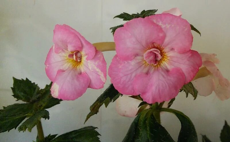 Sweet agony. Sweet pain 1969. Sweet agony. Sweet agony. ахименес queen elizabeth.