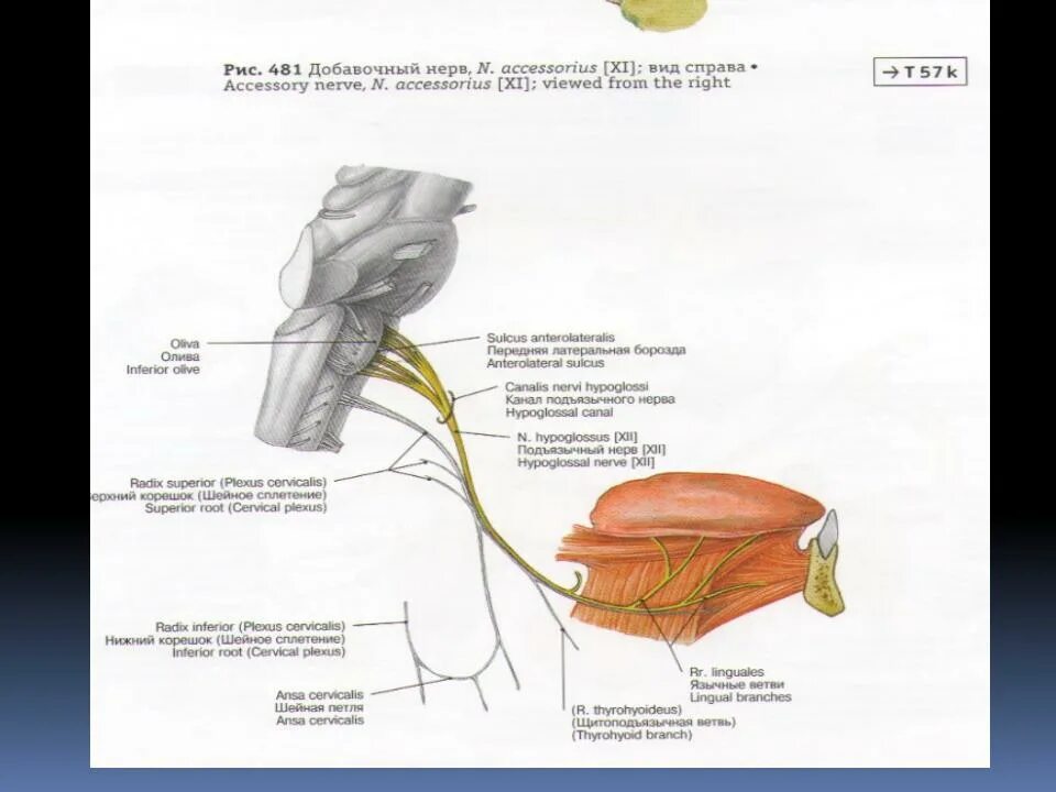 Подъязычный нерв анатомия. Подъязычный нерв нерв. Подъязычный нерв иннервирует. Подъязычный нерв анатомия схема. Поражение подъязычного нерва