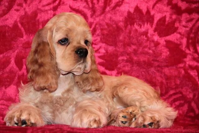 кокер спаниель добрый. кокер спаниель в добрые руки. кокер спаниель в добрые руки. американский кокер спаниель отдам в хорошие руки. спаниель хелп москва.