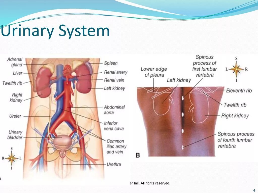 Urinary system. Urinary Organs. -Urinary (Kidney) System. Urinary System кишечник.