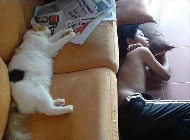 Не дать себя использовать. Кот на диване. Кот и хозяин. Смешной кот на диване. Котик на диване с хозяином.