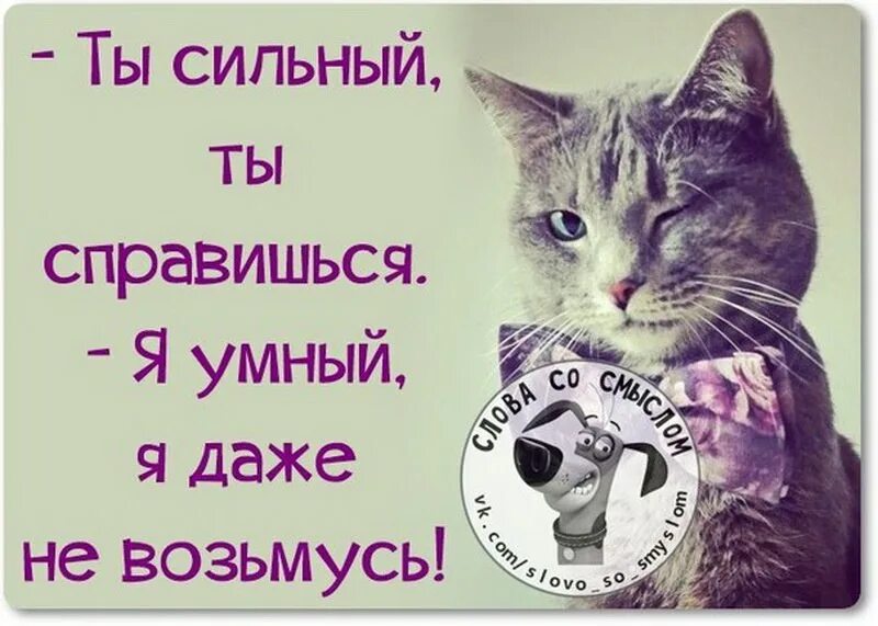 Ты справишься не хуже меня. Ты справишься как и всегда. Ты справишься не хуже меня. Ты молодец мем. Ты справишься.