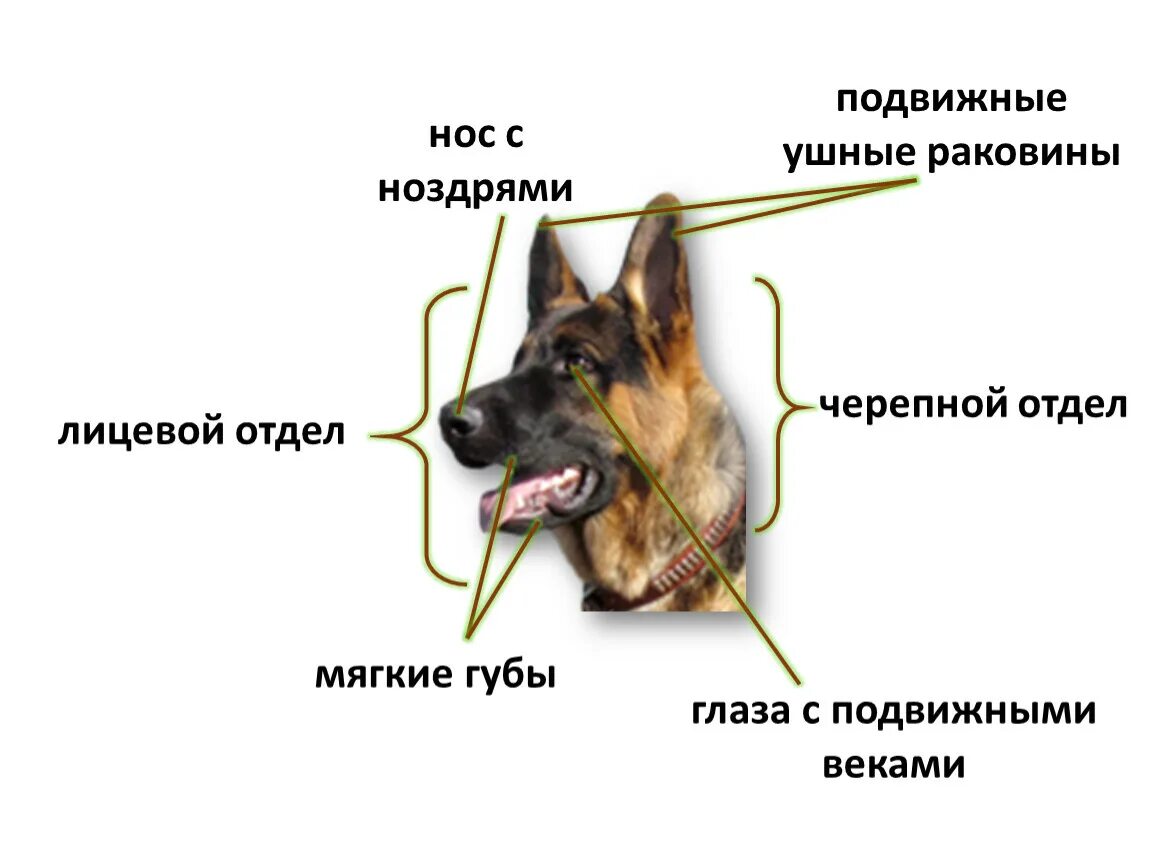 Внешнее строение млекопитающих. Внешнеестраение млекопитающих. Внешное строение млекопита. Внешнее строение млеко. Практическая работа особенности строения млекопитающих