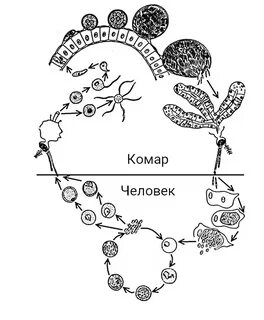 Жизненный цикл малярийного комара