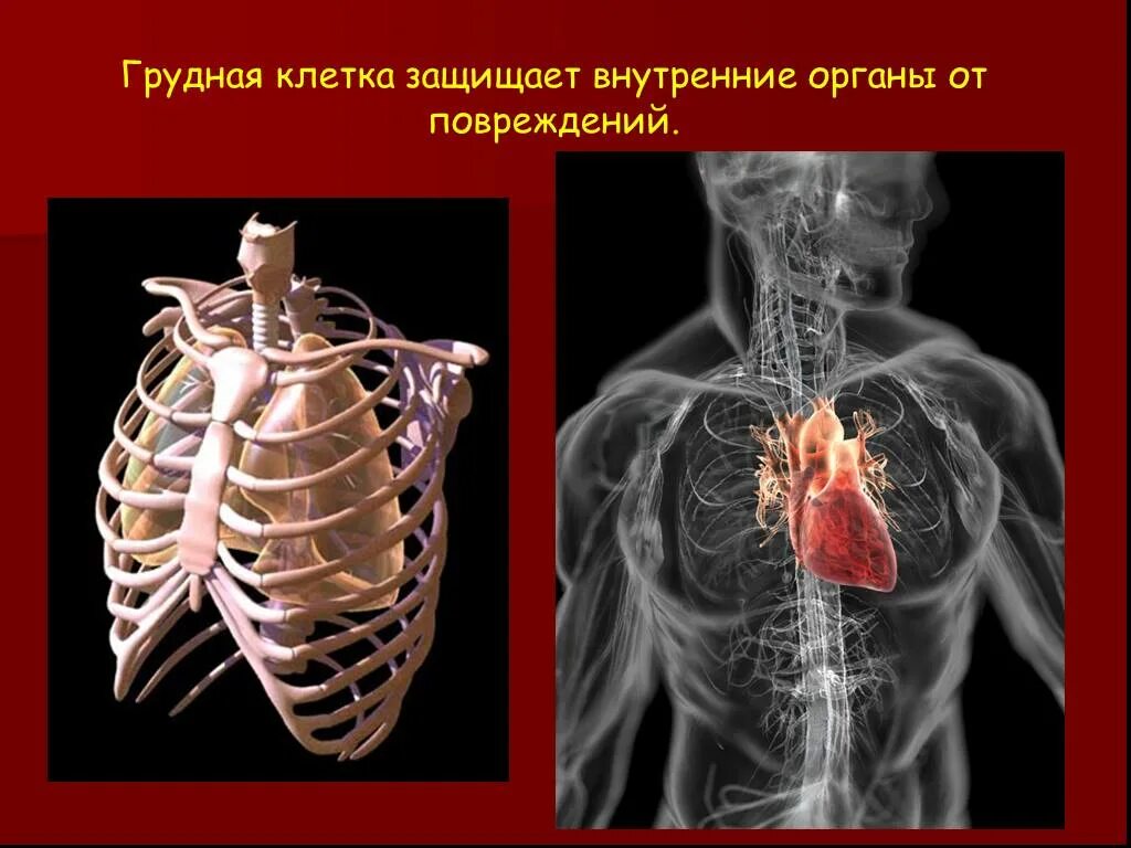 Органы грудной клетки сбоку. Лёгкие в грудной клетке. 3д эндопротез грудной клетки. Грудная клетка защищает легкие и. Диафрагма и грудная клетка анатомия.