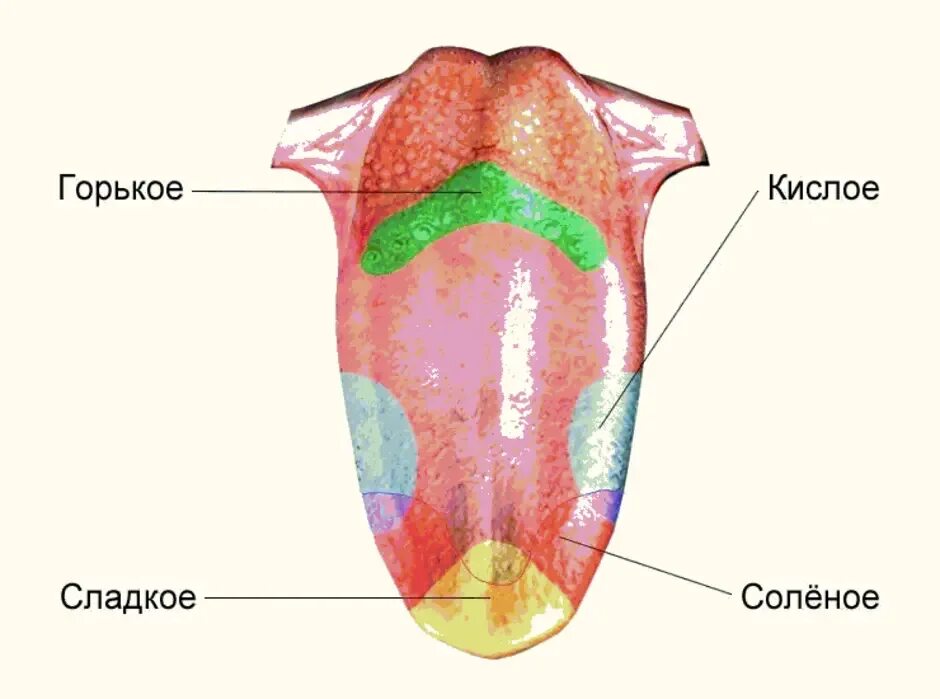 Как ощущается языка. Строение языка вкусовые рецепторы. Вкусовые зоны языка человека анатомия. Вкусовые рецепторы на языке схема. Биология 8 класс и вкусовой Рецептор.