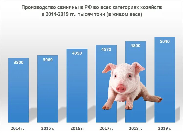 Производства россии 2019. Поголовье свиней в России в 2020 году Росстат. Поголовье свиней в России в 2019 году Росстат. Производство свинины в РФ по годам. Крупнейшие производители свинины в России.