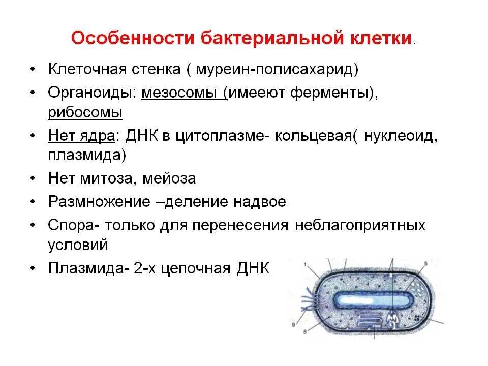 Особенности структуры бактериальной клетки. Основные особенности строения бактериальной клетки микробиология. Краткая характеристика бактериальной клетки. Особенности строения бактериа ль НОЦ клетки. Особенности клетки бактерии 5 класс