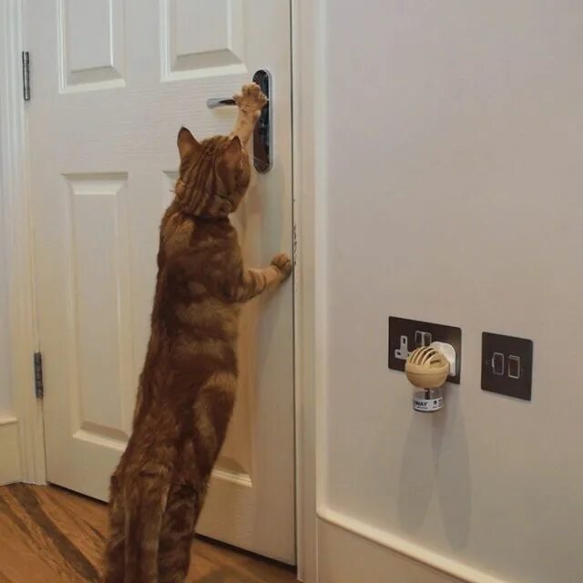 включи red cat проходит doors. 101 дверь в doors роблокс. включи red cat проходит doors. включи red cat проходит doors. включи red cat проходит doors.