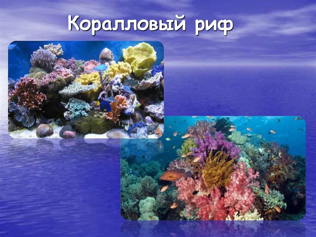 Организмы морей и океанов. Жизнь в морях и океанах. Жизнь организмов в морях и океанах. Живые сообщества морей и океанов. Особенности жизни в океане