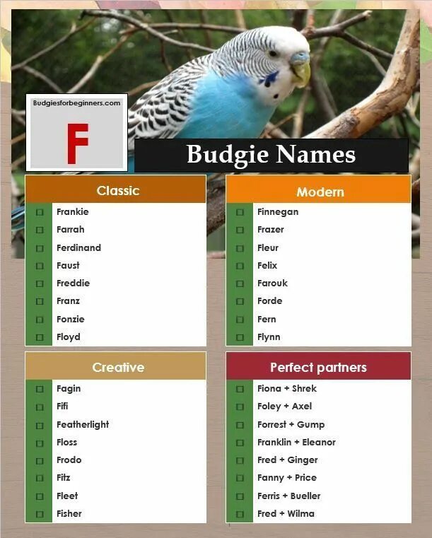 Имена для птиц мальчиков. Имена птиц. имена для птиц девочек. budgie перевод с английского. парные имена для птичек.
