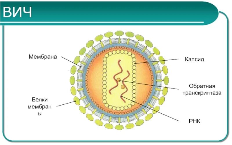 Белковый капсид. Обратная транскриптаза вируса. Белковый капсид вируса. Ревертаза Обратная транскриптаза. РНК капсид.