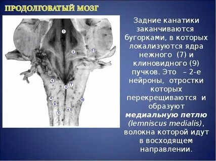 Нарушения продолговатого мозга