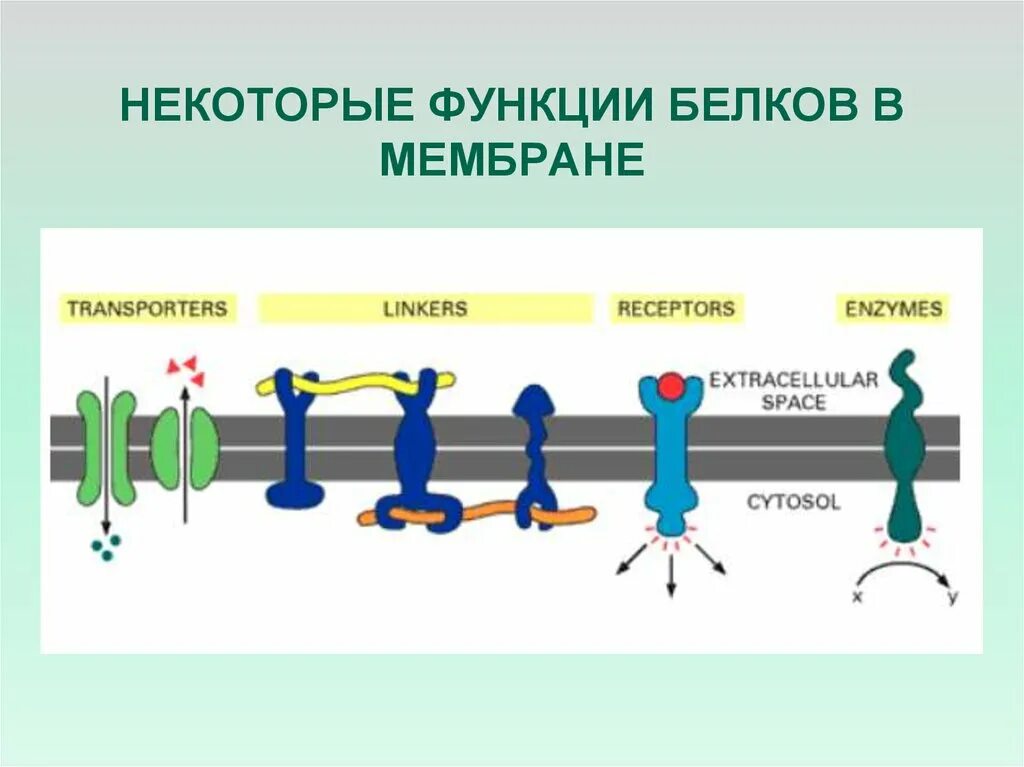 Какие функции выполняют белки мембран. Мембранные белки строение. Функции белков мембраны. Белки мембраны функции. Периферические мембранные белки.