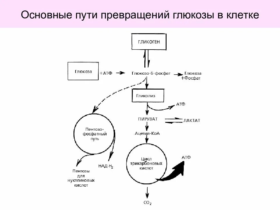 Основные пути тканевых превращений Глюкозы. Основные пути метаболизма Глюкозы в клетках. Общая схема превращения Глюкозы. Реакция организма на глюкозу