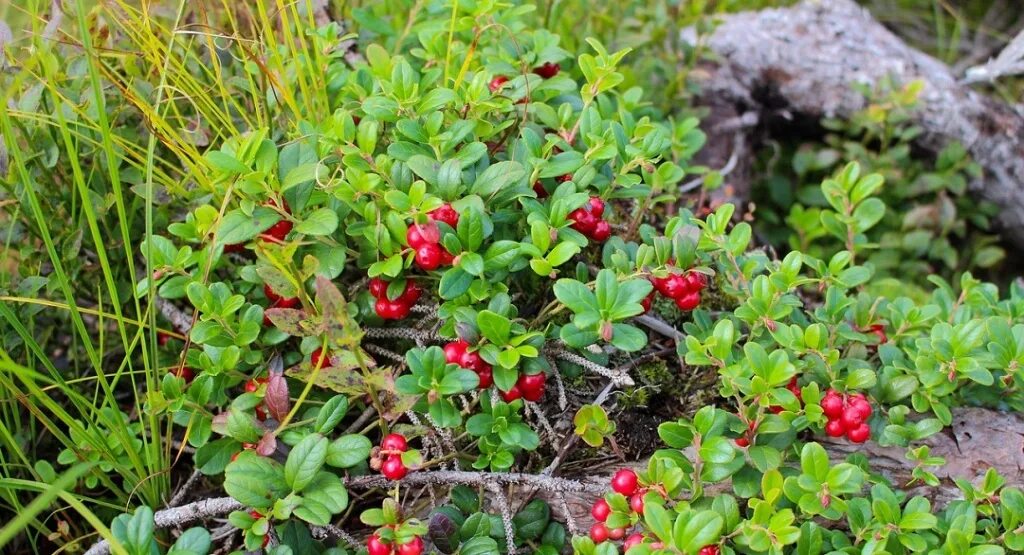 Куст брусники. Лесные ягоды кусты. Лесные ягоды брусника. Vaccinium myrtillus - черника обыкновенная. Брусника садовая.