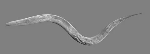 В каком состоянии находится нематода panagrolaimus kolymaensis