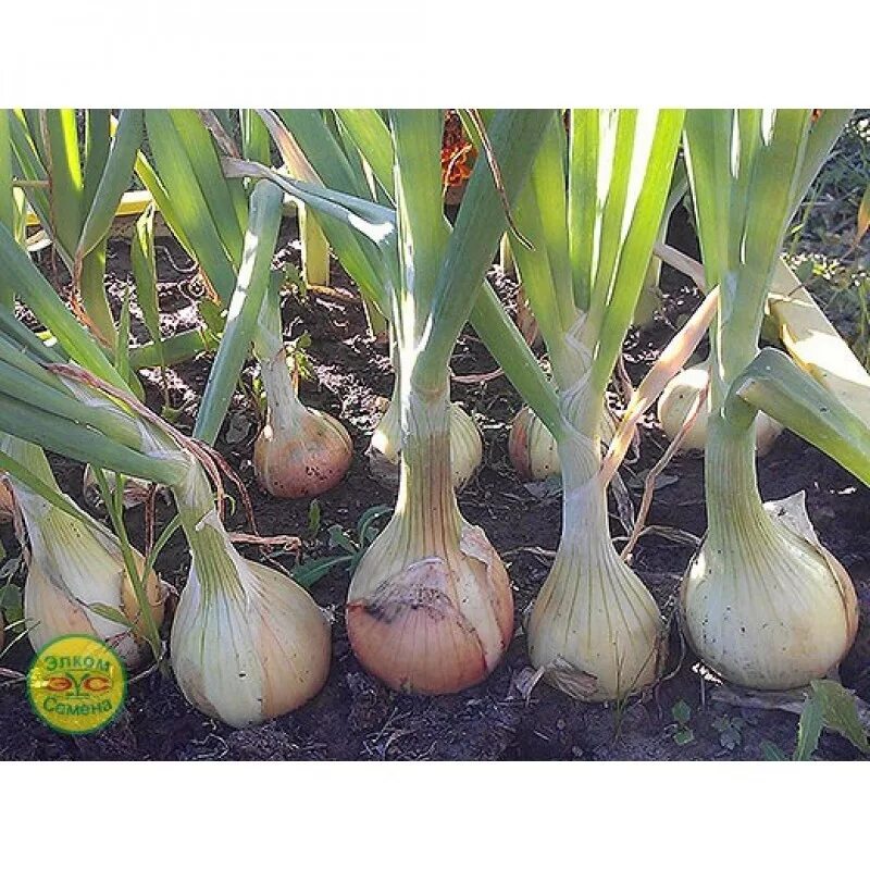 Лук эксибишен семена партнер. Лук эксибишен семена. Лук эксибишен f1. Лук эксибишен /сотка/ 0,2г/ среднесп. Лук сорт эксибишен отзывы.